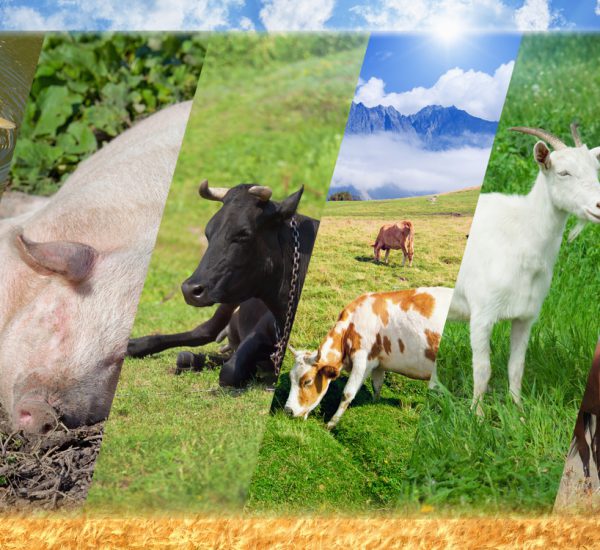 Collage-of-Farm-Animals-2.jpg